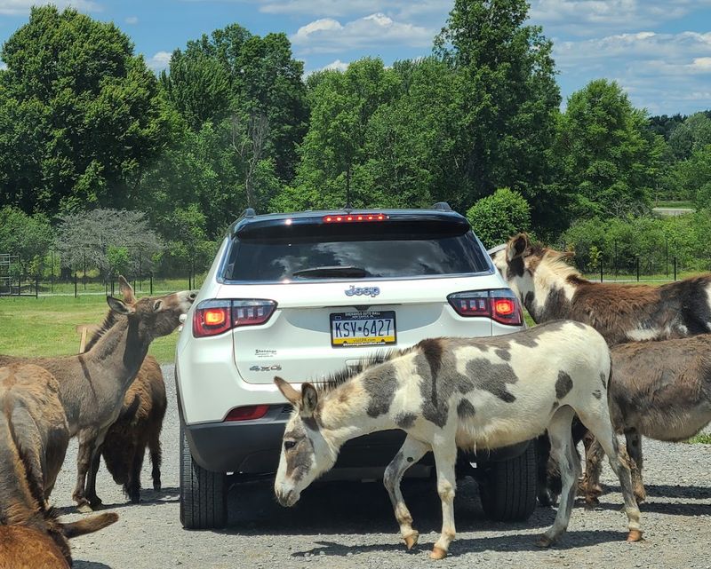 Cruising With the Animals: The Drive-Thru Safari Experience Cruising With the Animals: The Drive-Thru Safari Experience