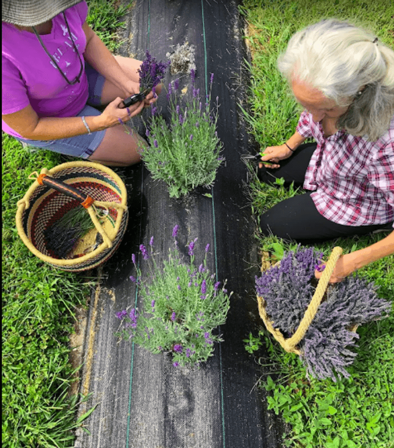 Cutting Your Own Lavender Bundle Is the Main Event