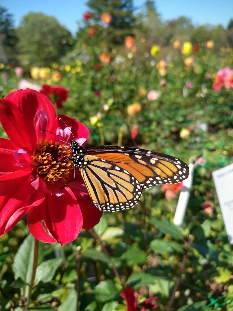 Dahlia Season: When September Steals the Show Dahlia Season: When September Steals the Show
