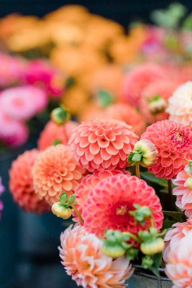 Dahlia Season and What It Delivers Dahlia Season and What It Delivers