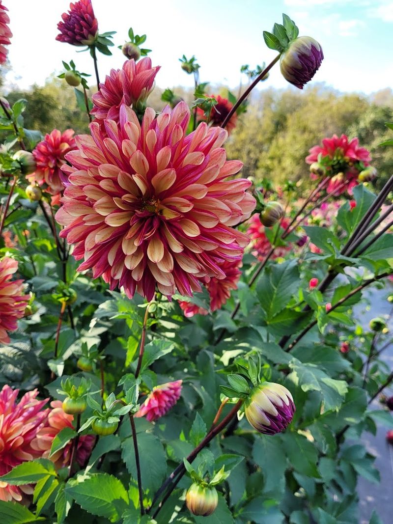 Dahlias Steal the Show: The Star Blooms of the Season