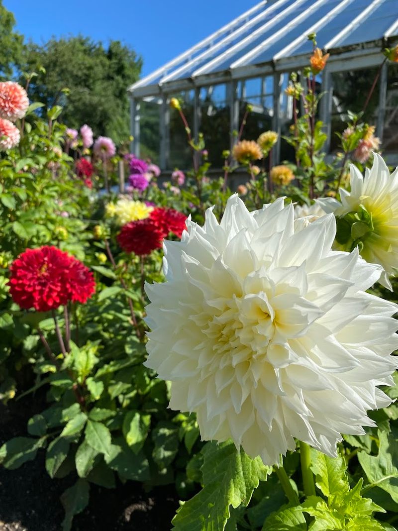 Dahlias, Tulips, and Perennials: A Garden That Never Stands Still