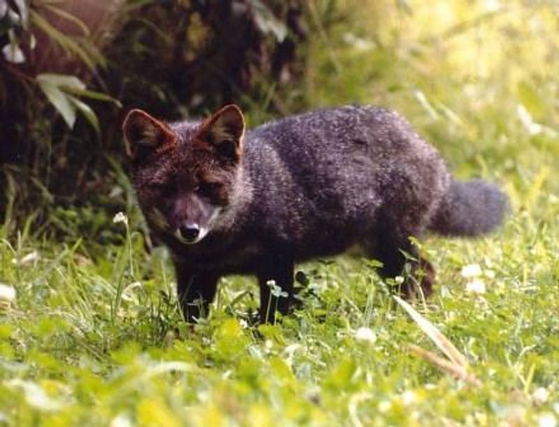 Darwin's Fox Darwin's Fox