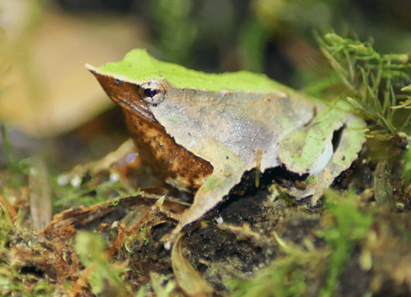 Darwin's Frog Darwin's Frog