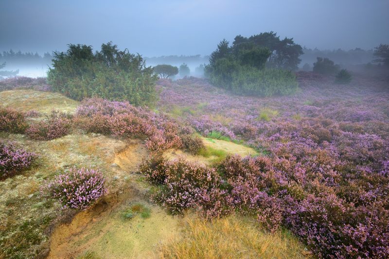 De Groote Heide, Budel, North Brabant, Netherlands De Groote Heide, Budel, North Brabant, Netherlands