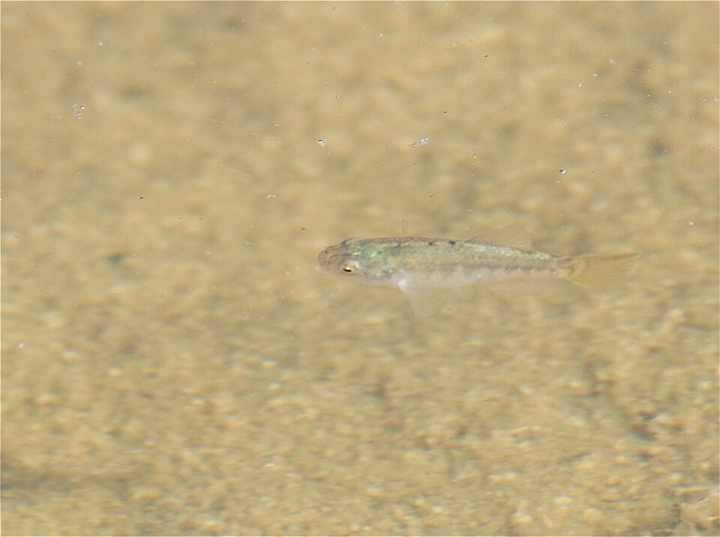Desert Pupfish