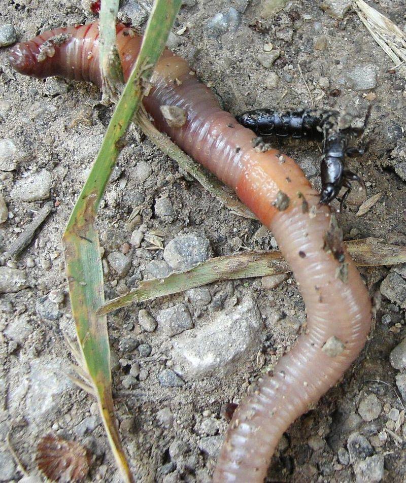 Devil Worm
