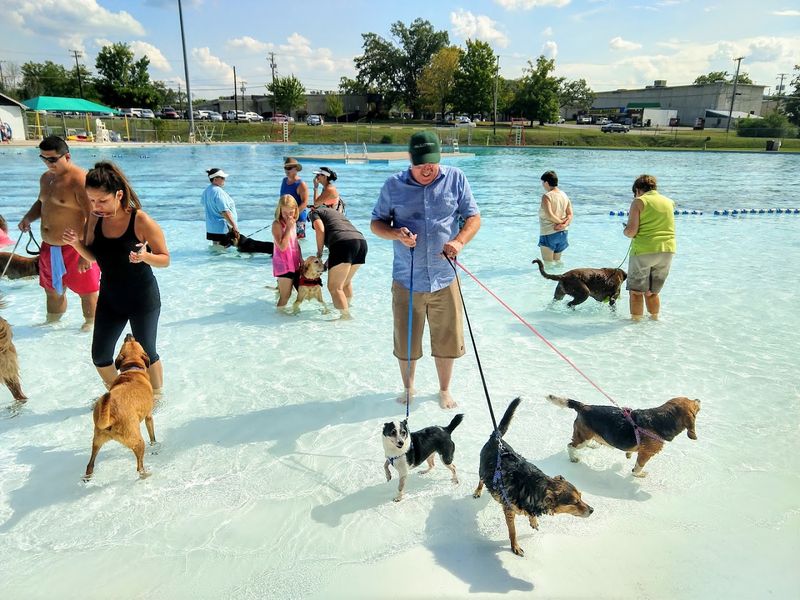 Dog Day at the Pool