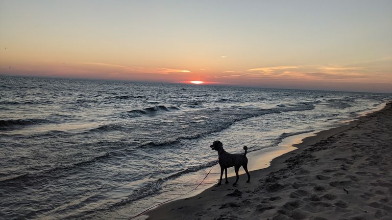 Dog-Friendly Trails and a Beach That Welcomes Four-Legged Visitors Dog-Friendly Trails and a Beach That Welcomes Four-Legged Visitors