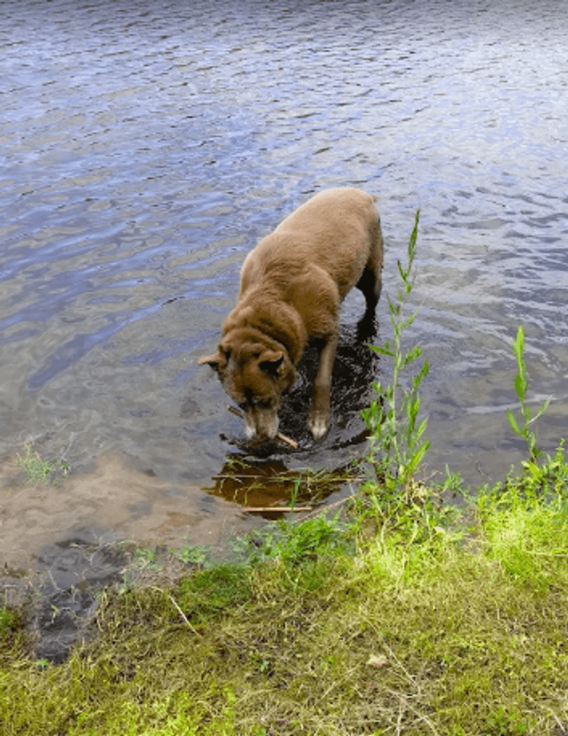 Dog-Friendly by Design
