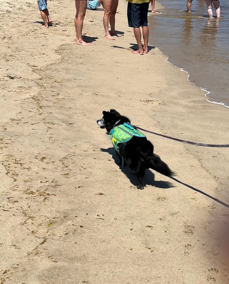 Dogs Are Welcome, With One Important Caveat