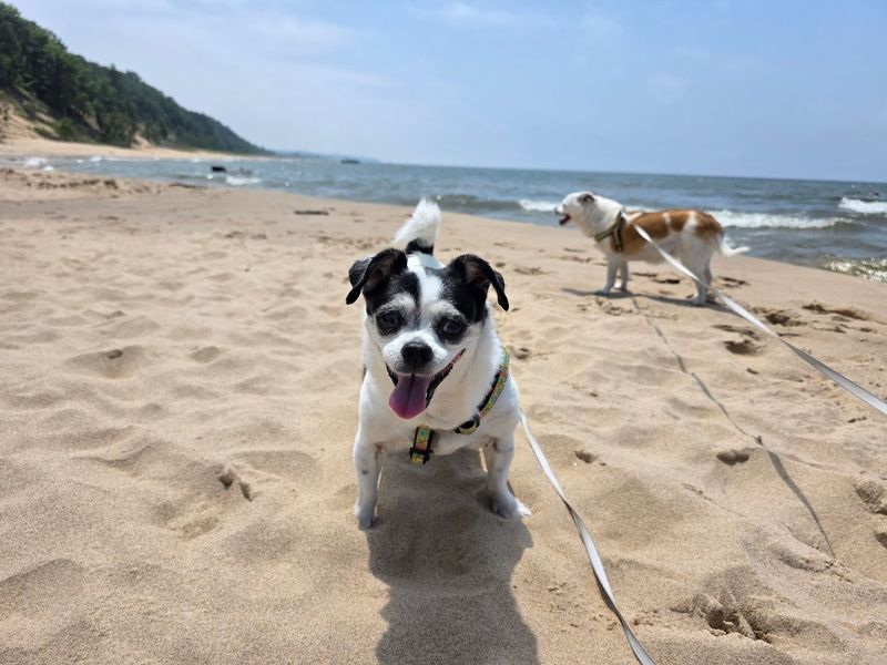 Dogs on the Trail: A Pup-Friendly Adventure Dogs on the Trail: A Pup-Friendly Adventure