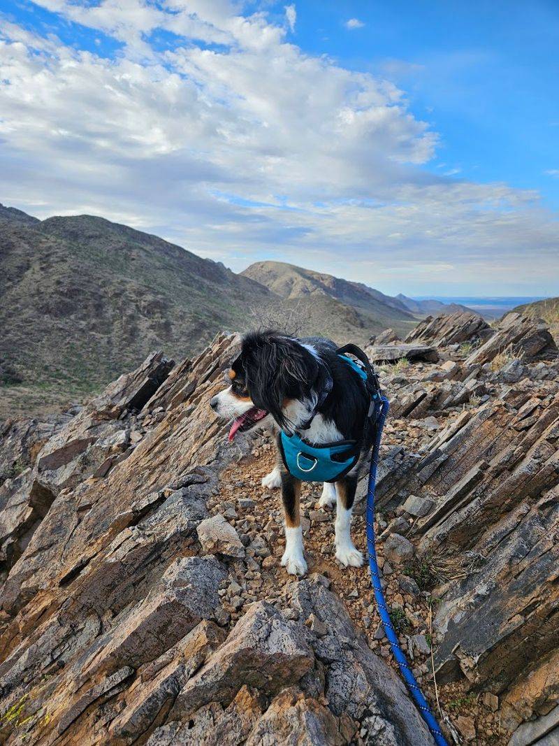Dogs on the Trail: What Pet Owners Should Consider Dogs on the Trail: What Pet Owners Should Consider