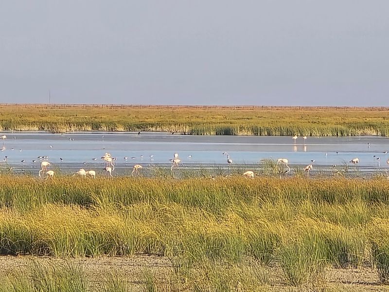 Donana National Park Donana National Park