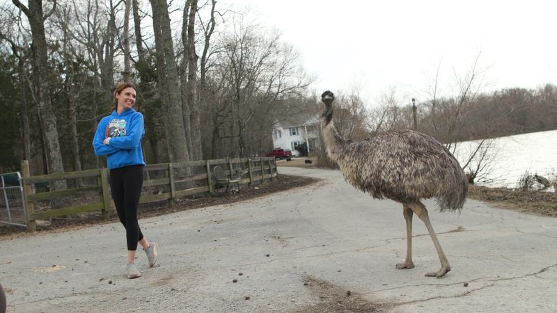 Doug the Emu, Peacocks, and the Unexpected Residents