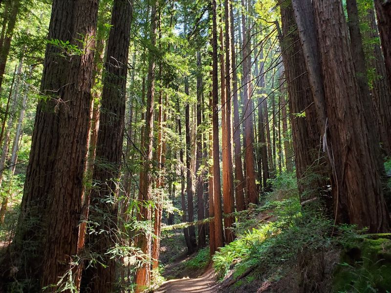 Dr. Aurelia Reinhardt Redwood Regional Park, Oakland, California