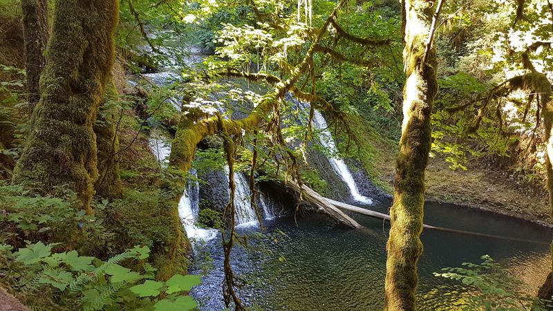 Drake Falls: A Peaceful Pause in the Forest Drake Falls: A Peaceful Pause in the Forest