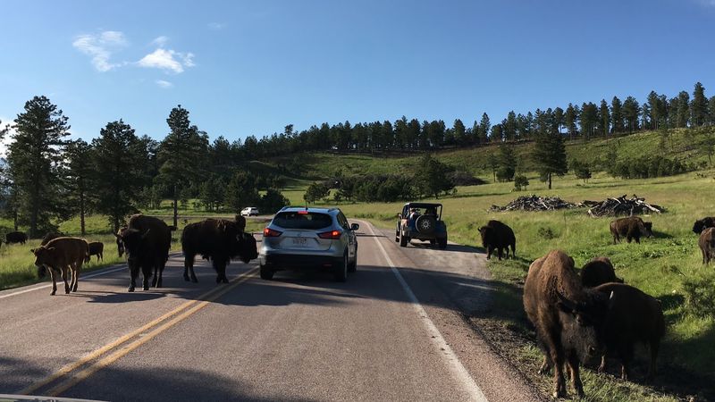 Drive Wildlife Loop Road At Custer State Park, South Dakota