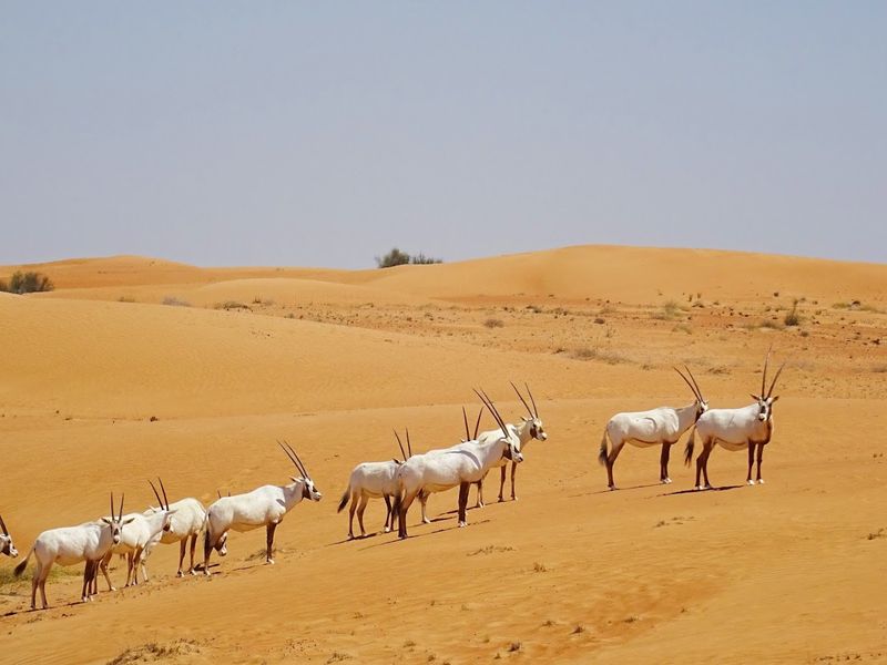 Dubai Desert Conservation Reserve, United Arab Emirates