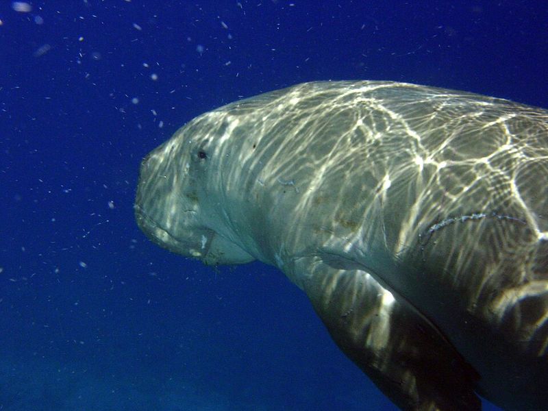 Dugong Dugong