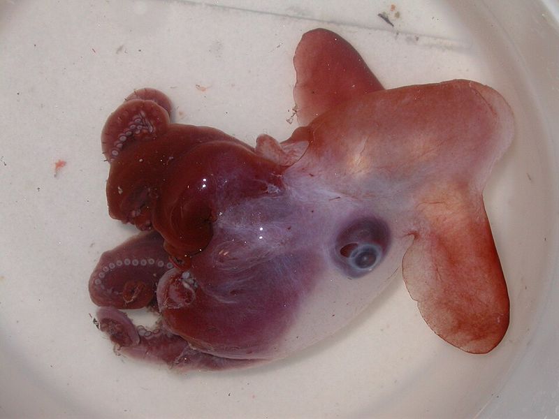 Dumbo Octopus (Grimpoteuthis spp.)