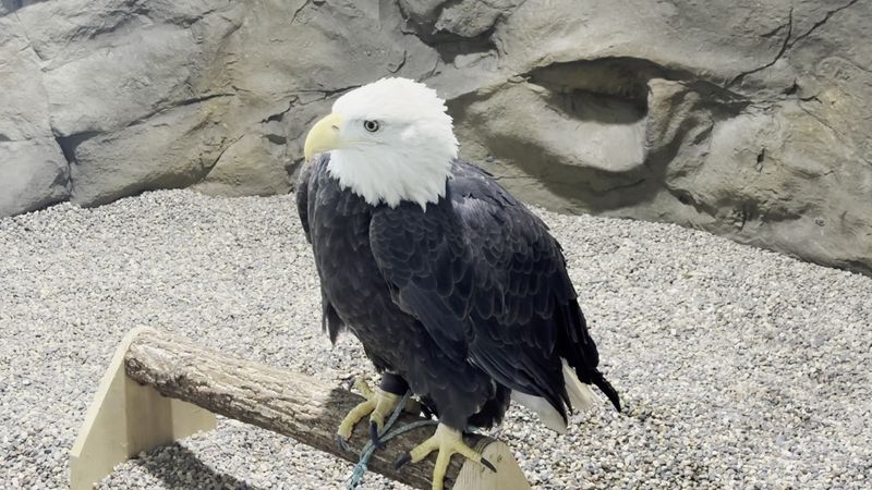Eagle Conservation and Why It Matters Here