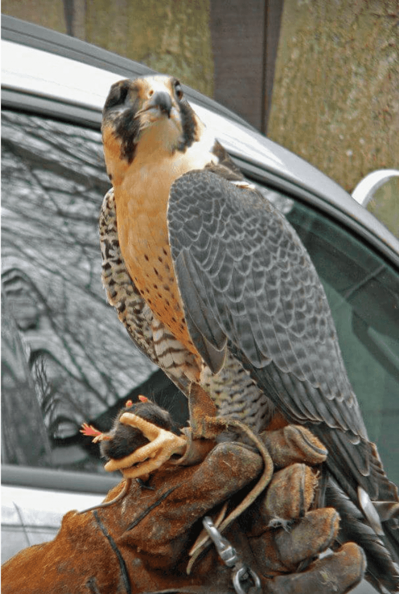 Eagles, owls, hawks, falcons, and vultures up close