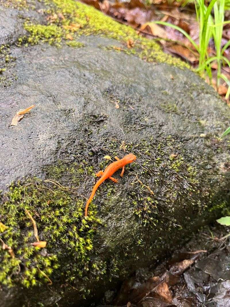 Eastern Newts and Wildlife Along the Trail