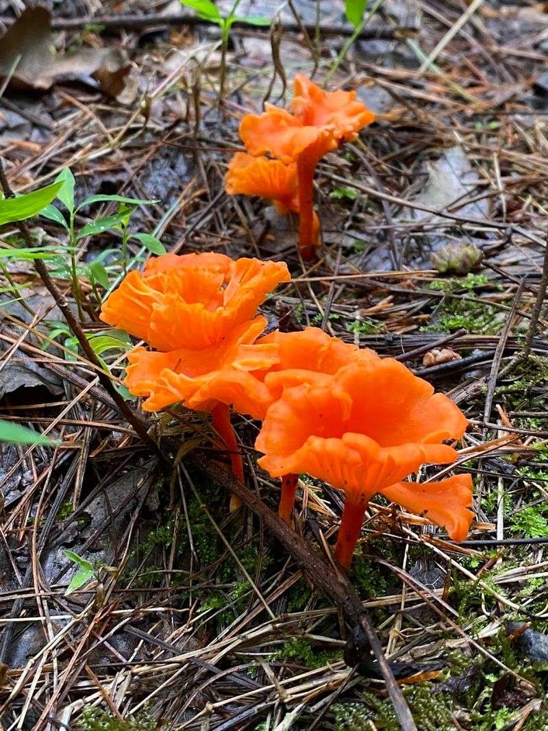 Edible Wild Mushrooms of Eastern Forests Edible Wild Mushrooms of Eastern Forests