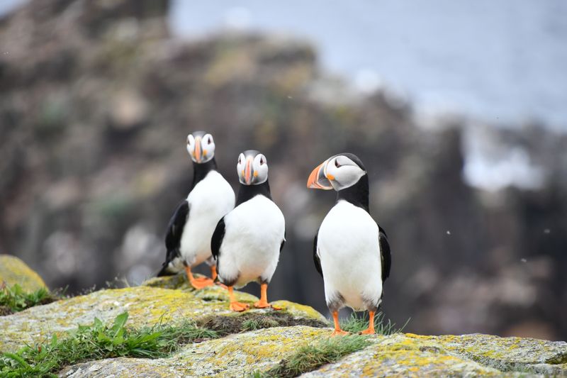 Elliston Puffin Viewing Site, Elliston, Newfoundland and Labrador, Canada