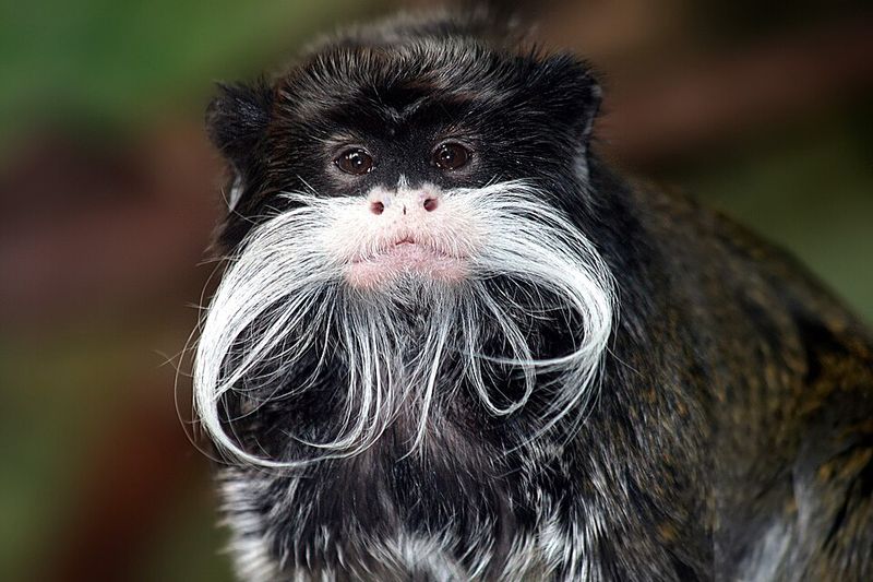 Emperor Tamarin Emperor Tamarin