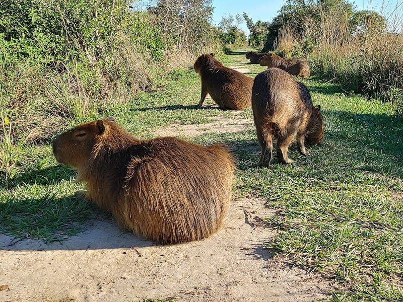 Esteros del Ibera, Argentina
