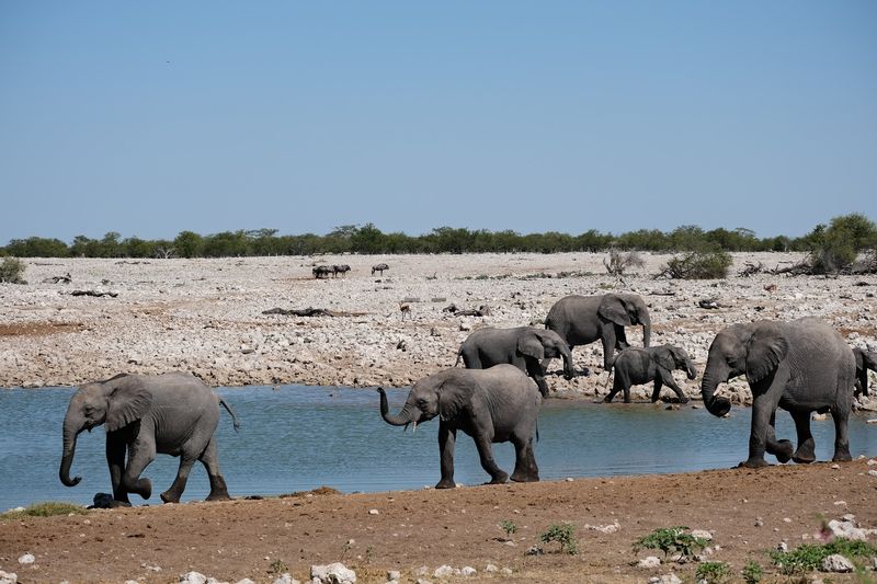 Etosha National Park, Namibia Etosha National Park, Namibia