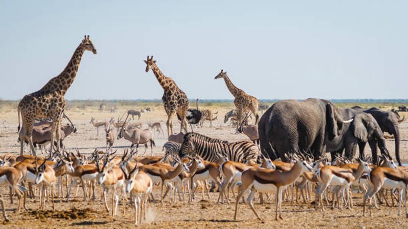 Etosha National Park, Oshikoto Region, Namibia