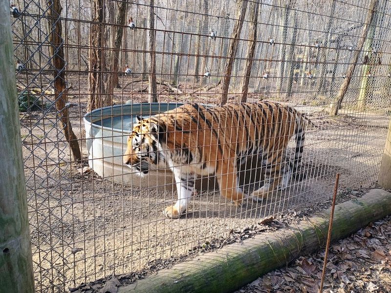 Exotic Feline Rescue Center, Center Point, Indiana Exotic Feline Rescue Center, Center Point, Indiana