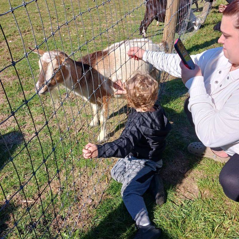 Farm Animals That Actually Come Up to You