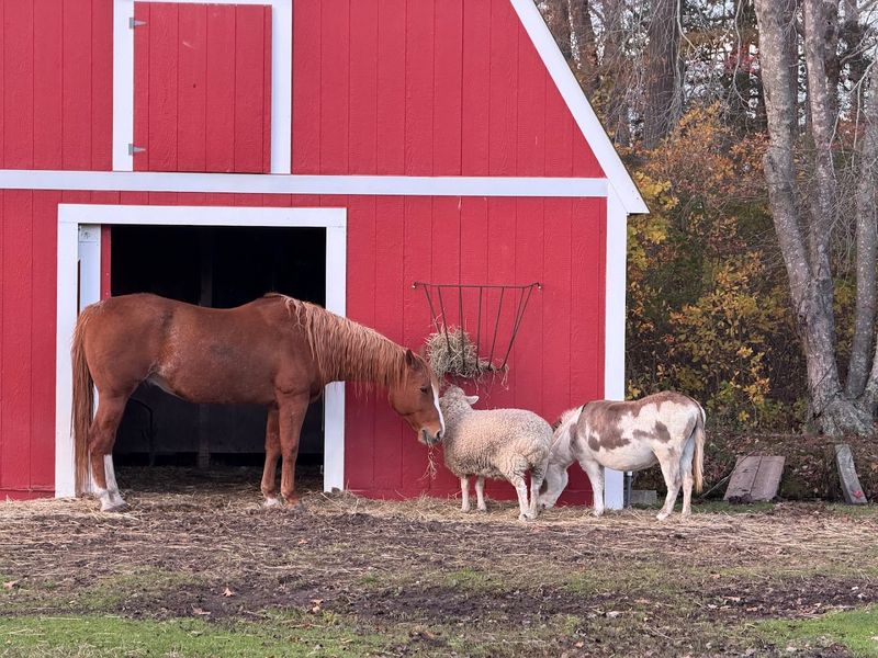 Farm Animals That No One Expects to Find