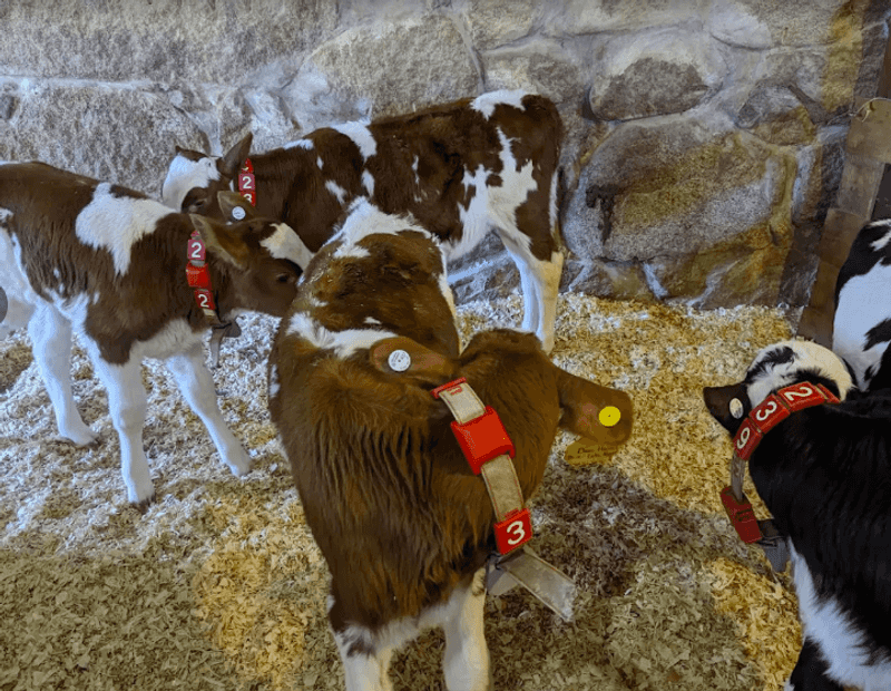 Farm Tours and Educational Visits