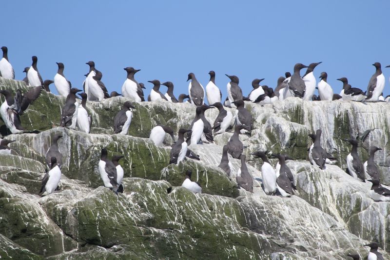 Farne Islands, England Farne Islands, England