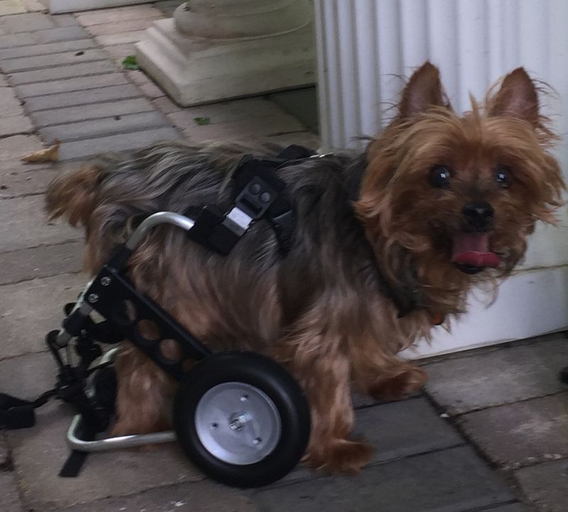Fast Response When Animals Need Help Most