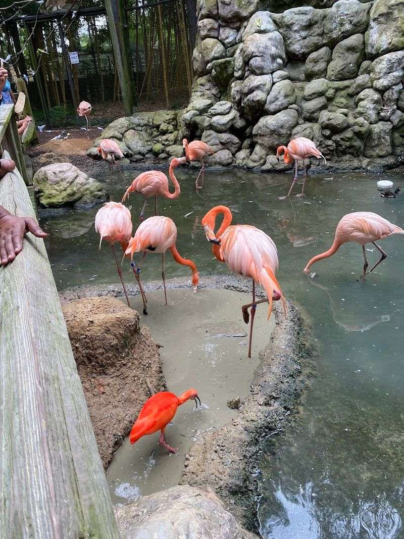 Feeding Flamingos Up Close