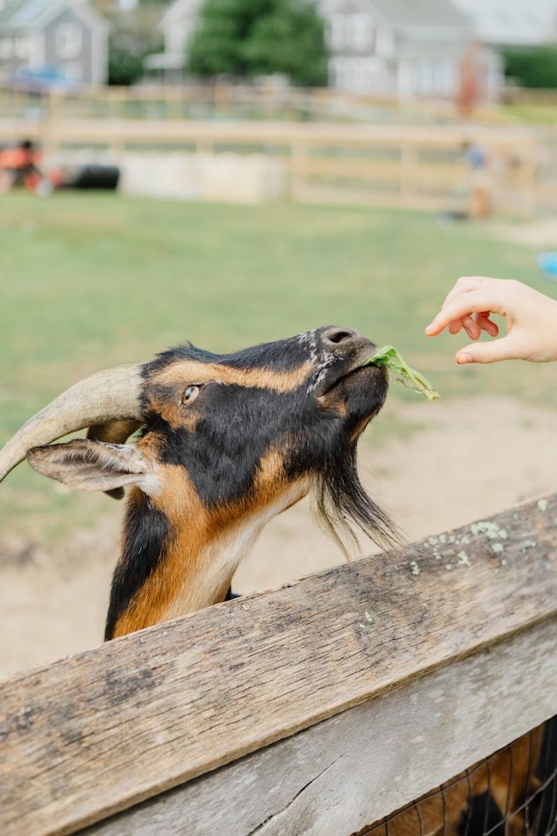 Feeding the Animals Up Close
