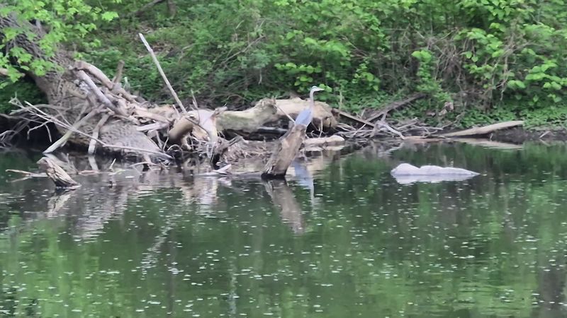 Fishing, Birdwatching, and the Wildlife That Calls the Brandywine Home