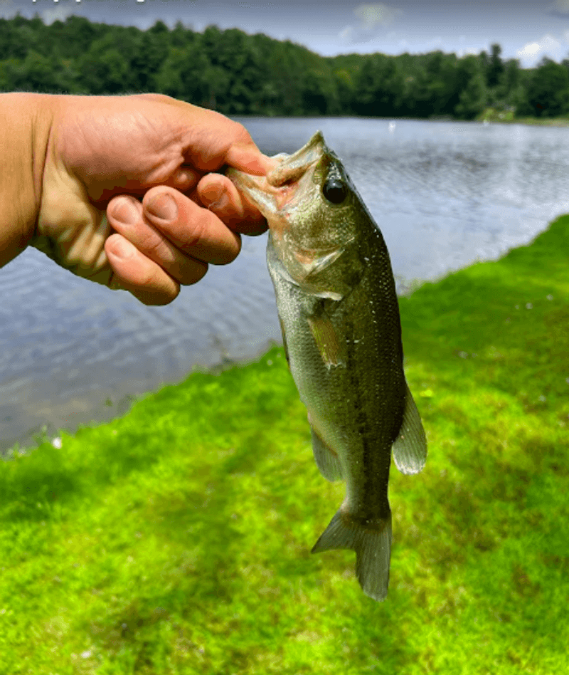 Fishing on the Reservoir Pond
