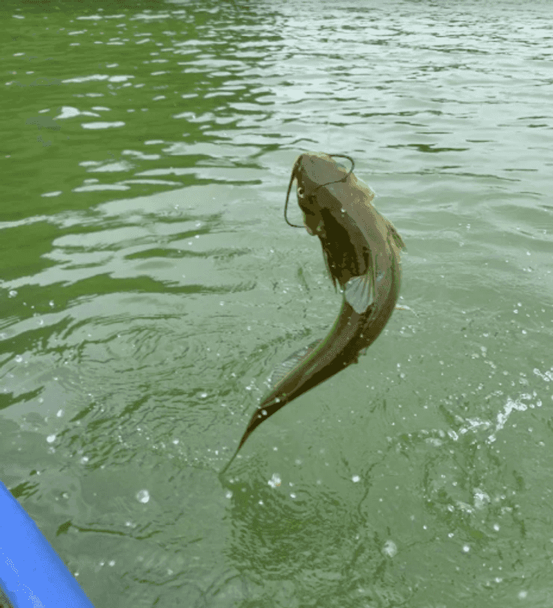 Fishing the Lake and the River