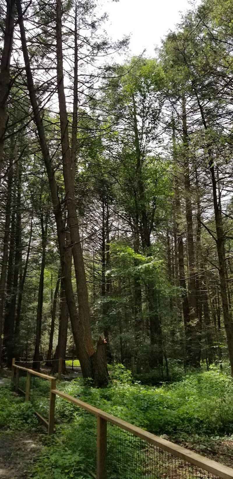 Five Trails Through 30 Acres of Shaded Forest Five Trails Through 30 Acres of Shaded Forest
