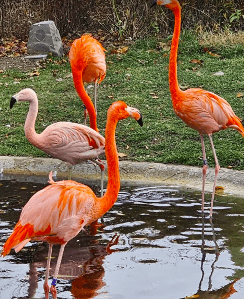 Flamingos, Penguins, and the Bird Feeding Experience