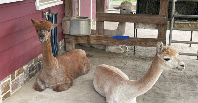 Forget Ordinary Day Trips, This Charming New Jersey Farm Offers Alpacas and a Slower Pace