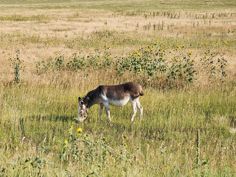 Fort Robinson State Park, Crawford, Nebraska
