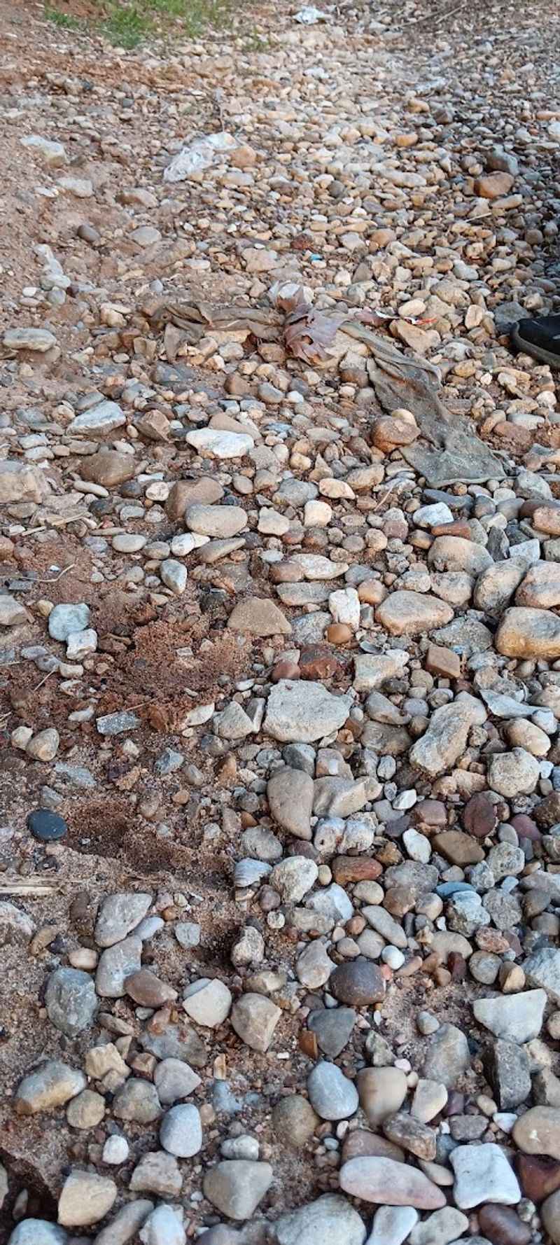 Fossils and Natural Finds in the Riverbed Fossils and Natural Finds in the Riverbed